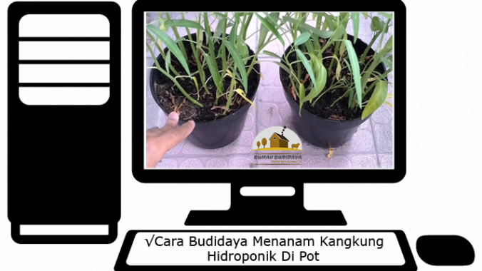 Ini Dia Cara Budidaya Menanam Kangkung Hidroponik Di Pot