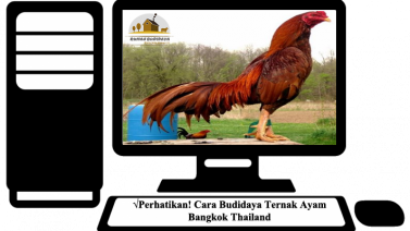 Perhatikan! Cara Budidaya Ternak Ayam Bangkok Thailand