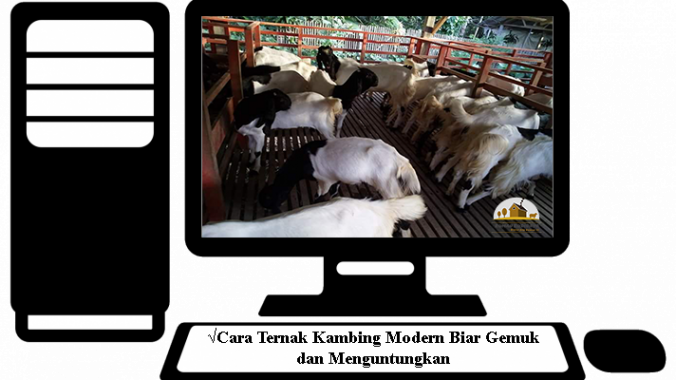 Cara Ternak Kambing Modern Biar Gemuk Dan Menguntungkan