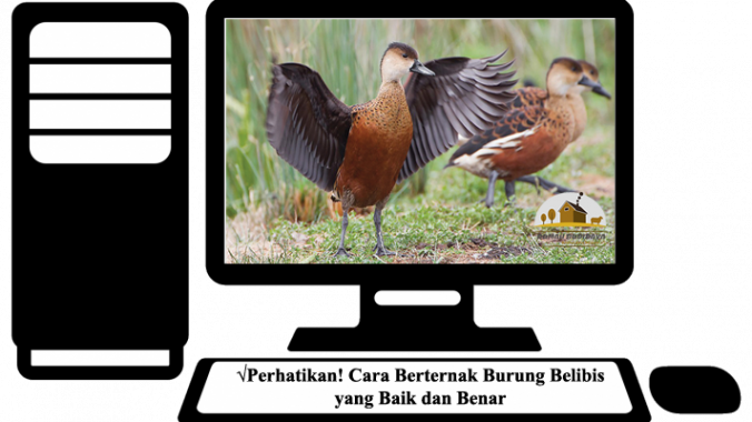 33+ Burung belibis hitam terupdate