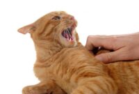 Cara-Membuat-Kucing-Tidak-Agresif