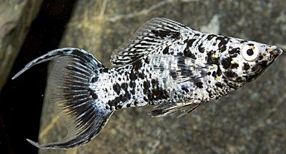 Ikan Lyretail Molly