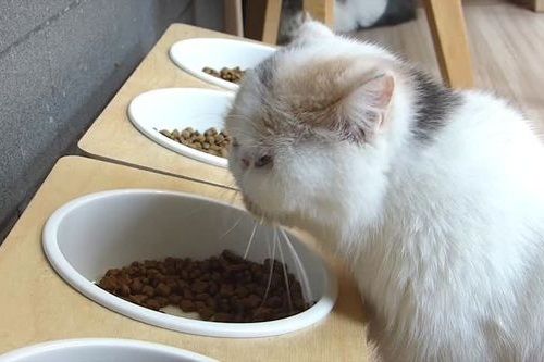 Makanan-Kucing-Persia