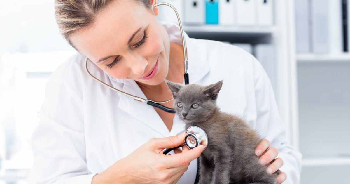 Alasan-Harus-Rutin-Bawa-Kucing-Ke-Dokter