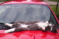 Cara-Agar-Kucing-Tidak-Naik-Ke-Atas-Mobil
