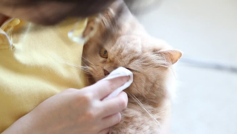 √Ini Dia! 8 Cara Menghilangkan Selaput Pada Mata Kucing