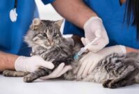 ,harga vaksiFungsi-Vaksin-Pada-Kucingn kucing 2019 ,manfaat vaksin kucing ,syarat vaksin kucing ,kucing mandi sebelum vaksin ,bolehkah kucing mandi sebelum vaksin ,ciri ciri kucing sudah divaksin ,jual vaksin kucing ,efek kucing setelah disuntik antibiotik ,jenis vaksin hewan ,vaksin f4 pada kucing ,vaksin hewan ternak ,pemberian obat cacing sebelum vaksin ,jadwal vaksin anjing ,apa tindakanmu jika hewan peliharaanmu sakit ,perbedaan vaksin tricat dan tetracat ,vaksin felocell 3 ,vaksin kucing gratis depok ,jenis vaksin anjing ,daftar harga vaksin anjing 2019 ,harga vaksin kucing di puskeswan ,macam macam vaksin hewan ,buku vaksin kucing ,vaksin tokso untuk kucing ,tempat vaksin kucing di garut