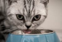 Jenis-Jenis-Makanan-Berbahaya-Untuk-Kucing