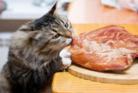 Jenis-Makanan-Berprotein-Tinggi-Untuk-Kucing