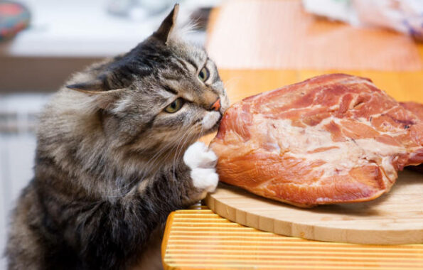 Jenis-Makanan-Berprotein-Tinggi-Untuk-Kucing