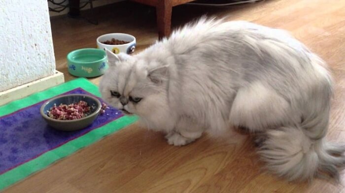 Cara membuat makanan kucing agar cepat gemuk