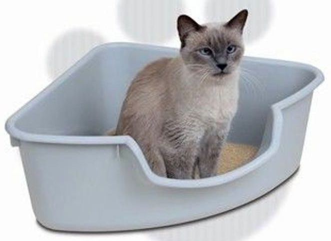Jenis-Toilet-Untuk-Kucing