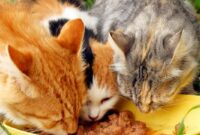 Manfaat-Vitamin-E Untuk-Kucing