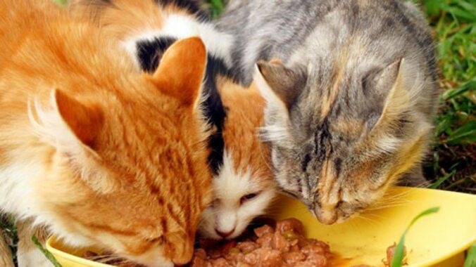 Manfaat-Vitamin-E Untuk-Kucing