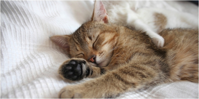 Penyebab-Kucing-Tidur-Terus-dan-Cara-Mengatasinya