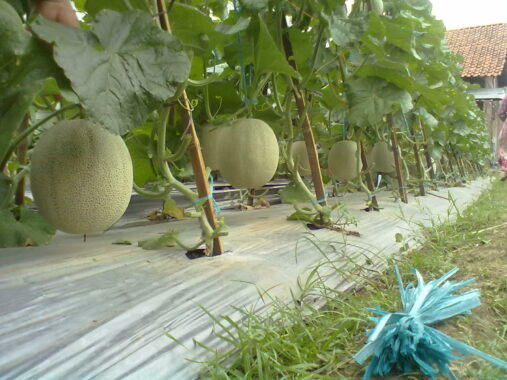 Kenali Jenis Melon 4cara Menanam Melon Agar Buah Melimpah