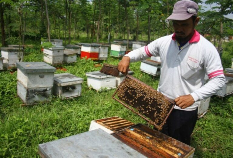 Gambar Beternak Lebah Madu