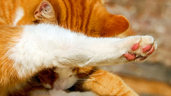√15 Cara Mengobati Bengkak Pada Kaki Kucing Wajib Diketahui