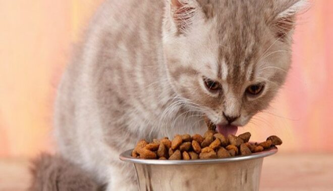 Cara-Membuat-Kucing-Makan-Makanan-Kering