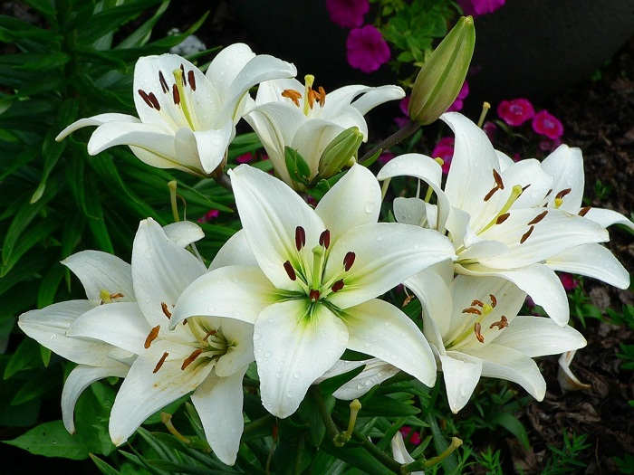 Cara-Merawat-Bunga-Lily-Putih