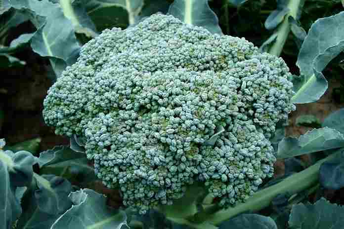 Cara-Menanam-Brokoli-dengan-Sistem-Hidroponik