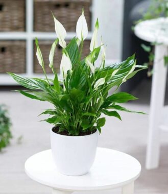 Peace-Lily