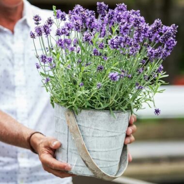 bunga-lavender