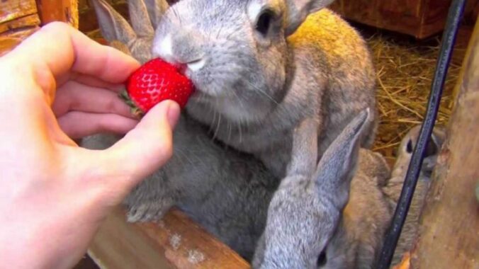 strauberry untuk kelinci