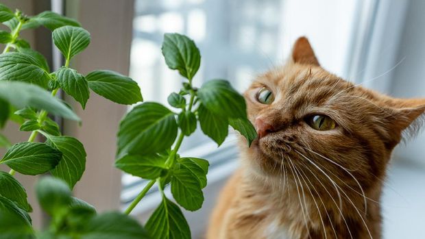 tanaman tidak di sukai kucing