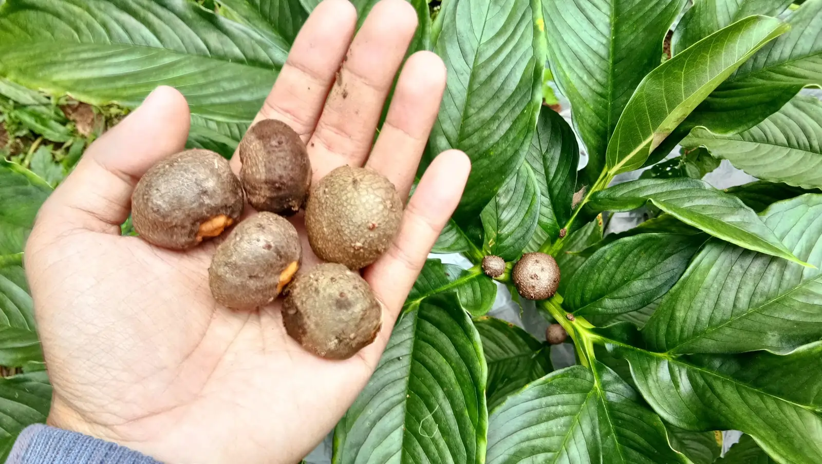 tanaman porang
