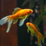 ikan komet