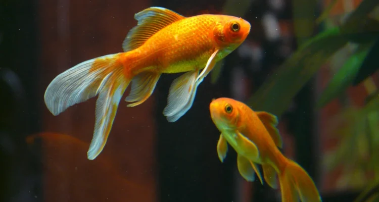 ikan komet