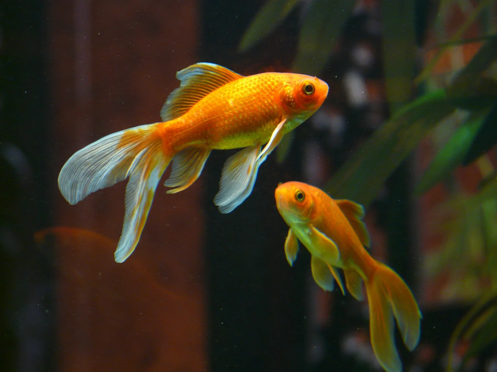 ikan komet