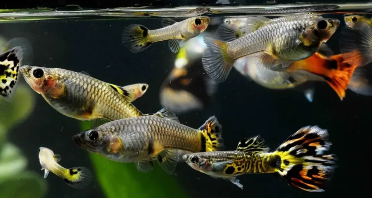 ikan guppy
