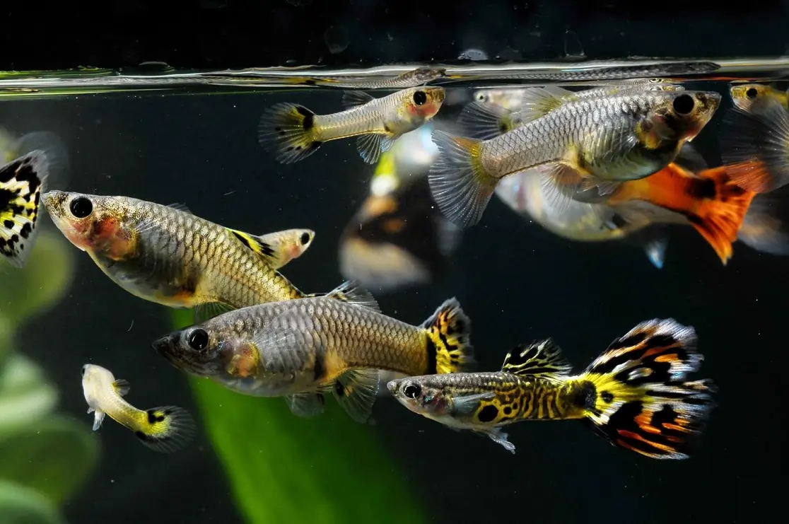 ikan guppy