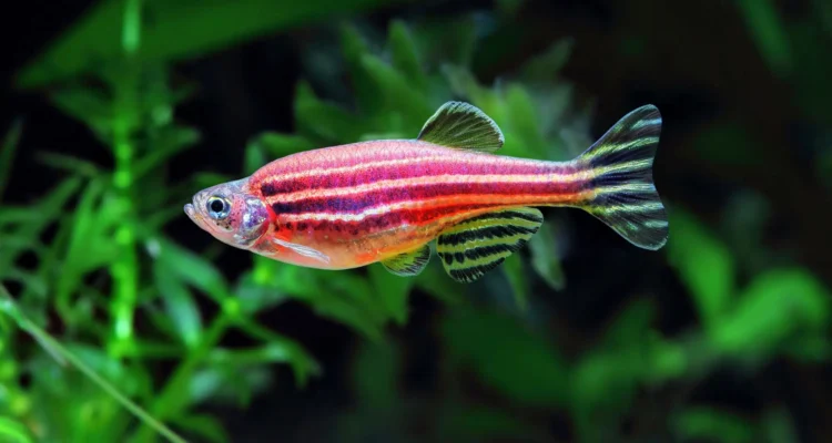 ikan zebra pink