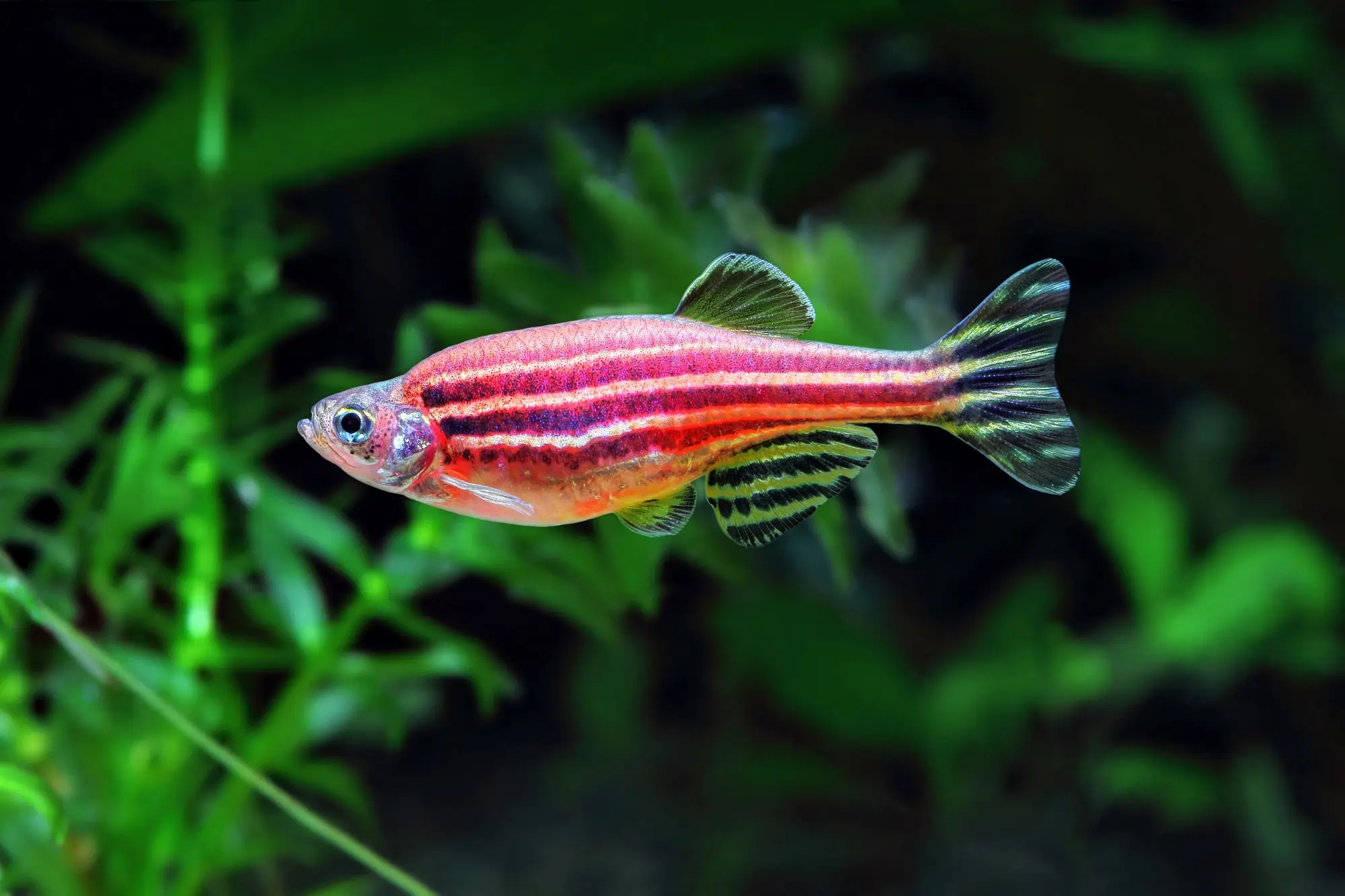 ikan zebra pink