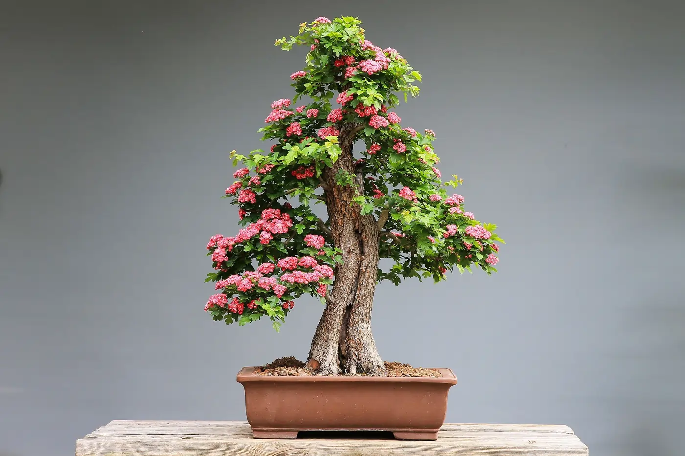 bonsai bidara