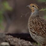 budidaya burung puyuh
