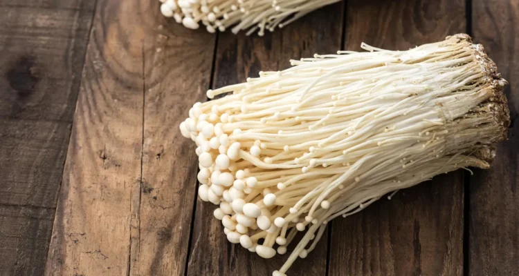 budidaya jamur enoki
