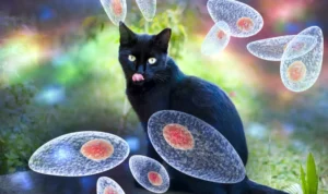 virus tokso