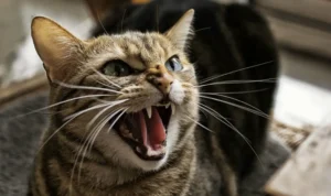 kucing agresif