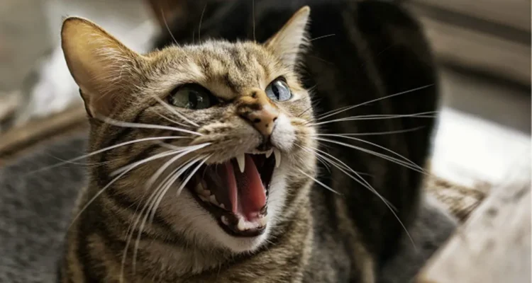 kucing agresif