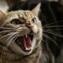 kucing agresif