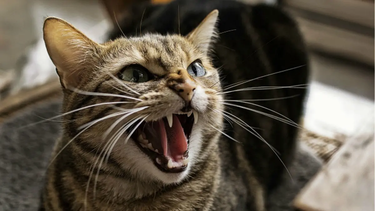 kucing agresif