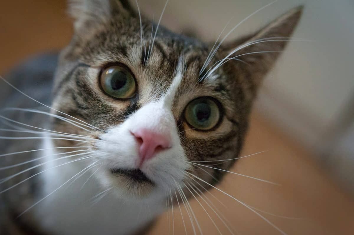 menghitung umur kucing