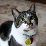 Menggemukkan Kucing Kampung