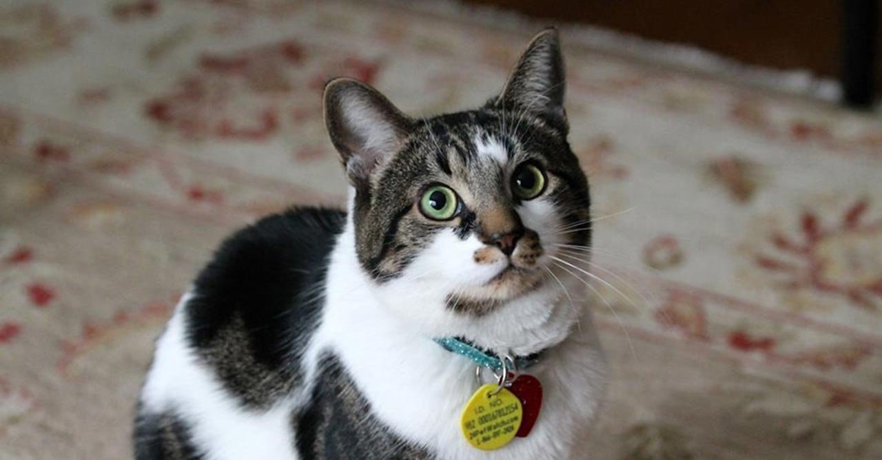 Menggemukkan Kucing Kampung