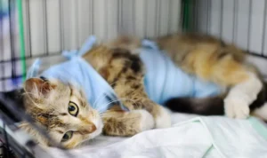 Luka bakar pada kucing