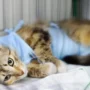 Luka bakar pada kucing